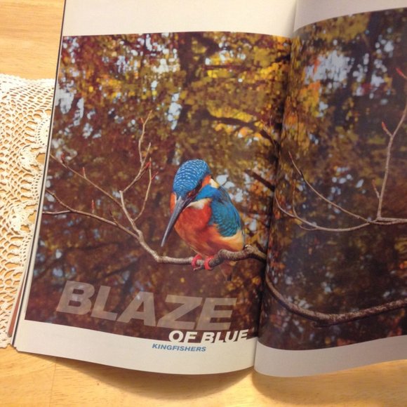 National Geographic Magazine, Egypt's Animal Mummies, etc. - Picture 7 of 10